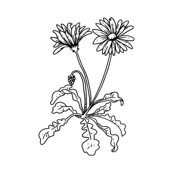 Marguerite Avec Tige Illustrée Dans Style Contour Fleur Dessin Main — Image vectorielle
