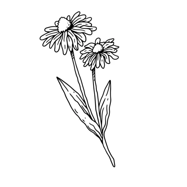 Coneflower Στέλεχος Απεικονίζεται Περίγραμμα Στυλ Λουλούδι Ζωγραφισμένα Στο Χέρι Συλλογή — Διανυσματικό Αρχείο