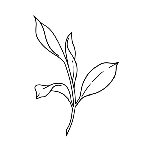 Декоративне Листя Квітки Ілюстрація Контурі Некольоровий Елемент Руці Намальований Вектор — стоковий вектор