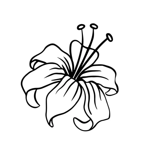 Belle Illustration Hibiscus Dans Style Contour Vecteur Dessiné Main Illustré — Image vectorielle