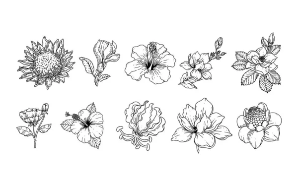 Komplet Ręcznie Rysowane Elementy Kwiatowe Dla Projektu Liści Kwiatów Ilustracji — Wektor stockowy