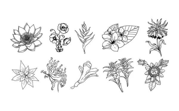 Jeu Éléments Floraux Dessinés Main Pour Votre Design Illustration Feuilles — Image vectorielle