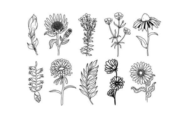 Komplet Ręcznie Rysowane Elementy Kwiatowe Dla Projektu Liści Kwiatów Ilustracji — Wektor stockowy