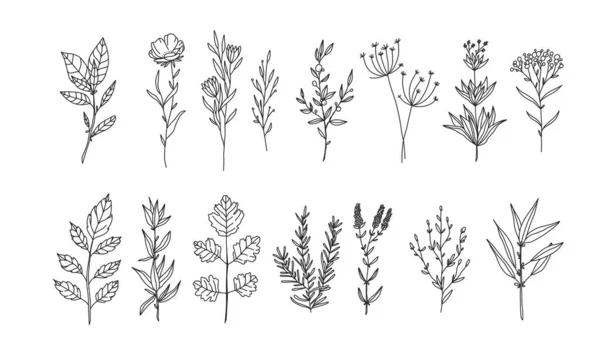 Készlet Virágos Elemek Tervezés Ritka Védett Virágok Növényi Lineart Illusztráció — Stock Vector