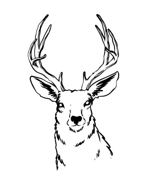 一只手绘的鹿角很强的图画 前视镜下的鹿 附有细节的野生动物卡通画 — 图库矢量图片