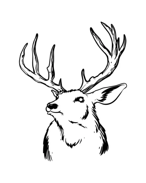 一只手绘的鹿角很强的图画 寻找猎鹿的鹿 附有细节的野生动物卡通画 — 图库矢量图片