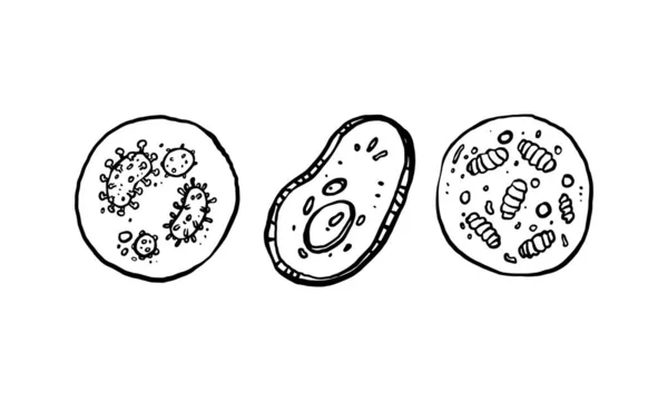 単純な3つのウイルスハンド描画ベクトルのセット 手描き線画漫画イラスト 白の背景に独立したアイコン — ストックベクタ