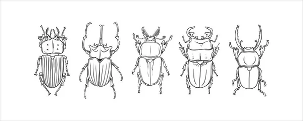 カブトムシの手描きスケッチベクトルのセット 隔離された背景に様々なカブトムシのイラスト 昆虫の創造的な描画要素 — ストックベクタ