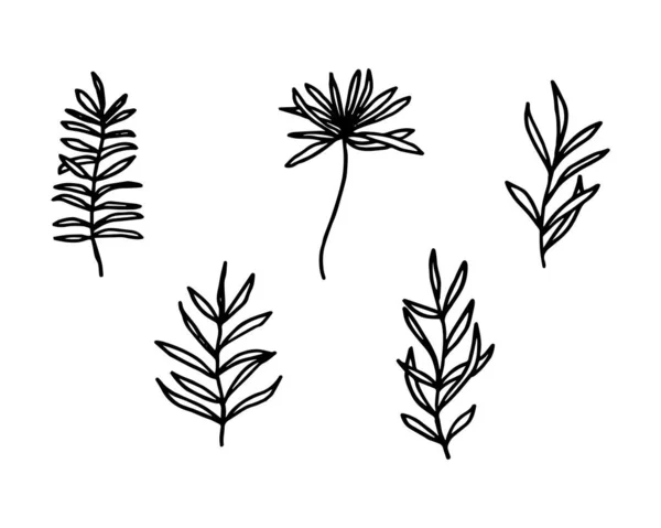 Bloemenhand Getekend Illustratie Voor Design Element — Stockvector