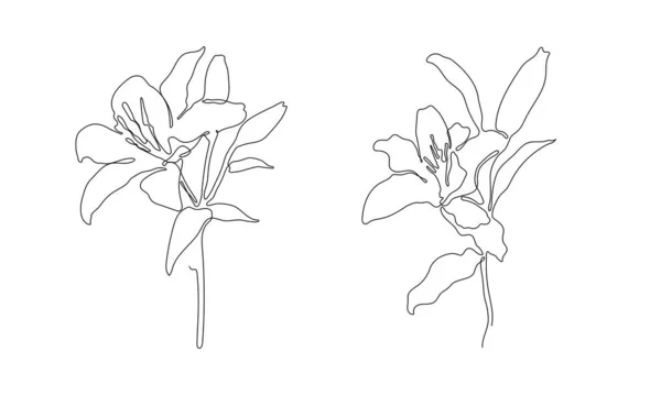 Ilustrace Květin Jednom Liniovém Stylu Průběžná Kresba Vektoru Nejlépe Používaném — Stockový vektor