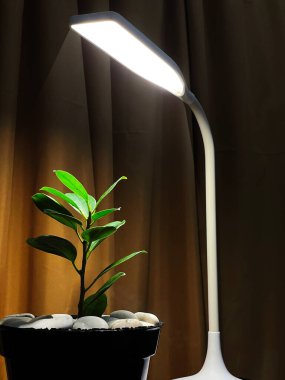 Odayı süslemek için saksıda bitkiler var. Şirin ve zarif bir çiçek.