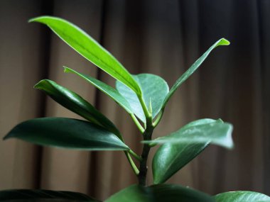 Odayı süslemek için saksıda bitkiler var. Şirin ve zarif bir çiçek.