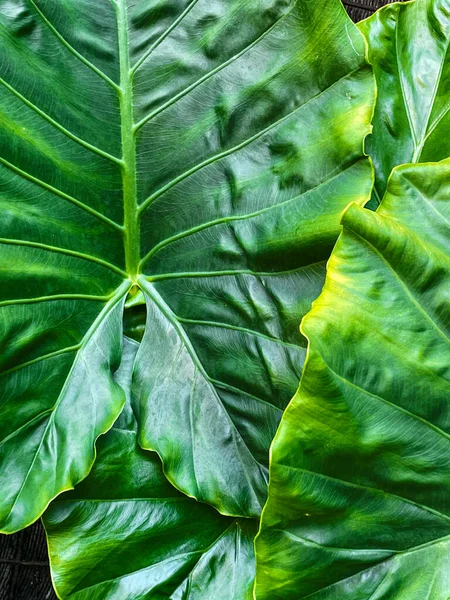 Taze Taro Yapraklarının Ayrıntıları Yapraklar Yeşil Doğal Olarak Düzenlenmiş Tropikal — Stok fotoğraf