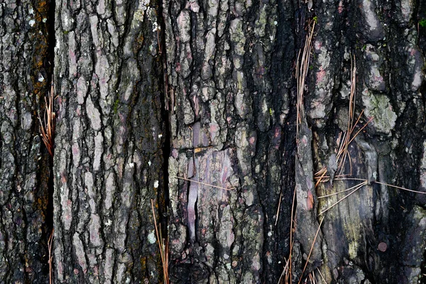 Textura Natural Corteza Para Fondo Corteza Árbol Viejo Con Una — Foto de Stock