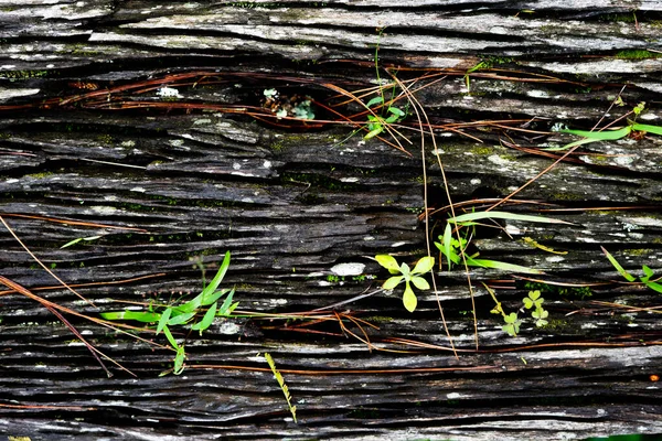 Den Naturliga Konsistensen Barken För Bakgrunden Barken Från Ett Gammalt — Stockfoto