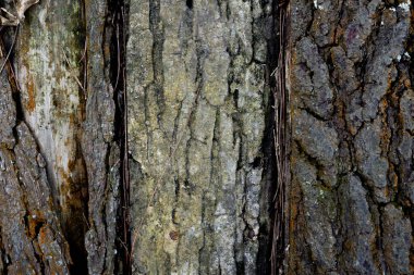 Arka plan için kabuğun doğal dokusu. Kabartmalı dokusu ve yapışkan yosunları olan yaşlı bir ağacın kabuğu..