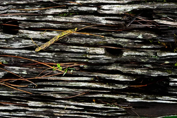 나무껍질의 천연적 배경에 작용한다 이끼가 나무의 — 스톡 사진