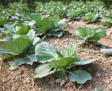 Bahçede genç lahana