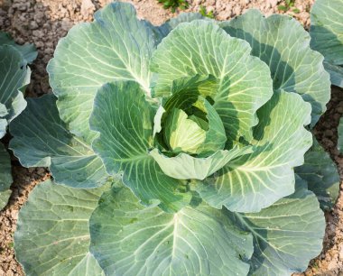 Bahçede genç lahana