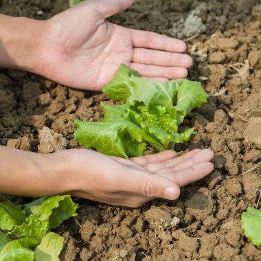 Genç marul ile çalışma