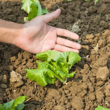 Genç marul ile çalışma