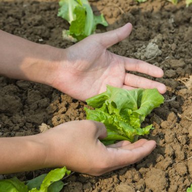 Genç marul ile çalışma