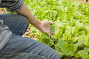 Bebek Çin Lahanası ile çalışma