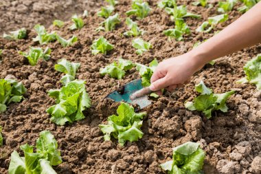 Working with young lettuce sapling