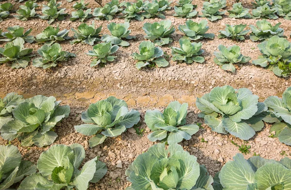 Young cabbage in the garden — Stock Photo, Image