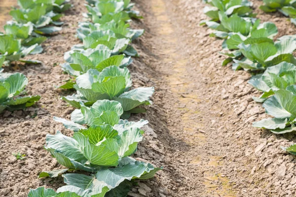 Young cabbage in the garden — Stock Photo, Image