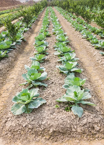 Cavoli giovani in giardino — Foto Stock