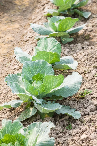 Cavoli giovani in giardino — Foto Stock