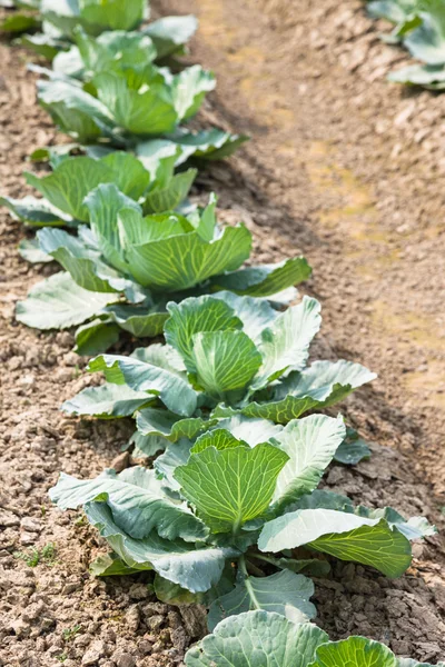 Young cabbage in the garden — Stock Photo, Image
