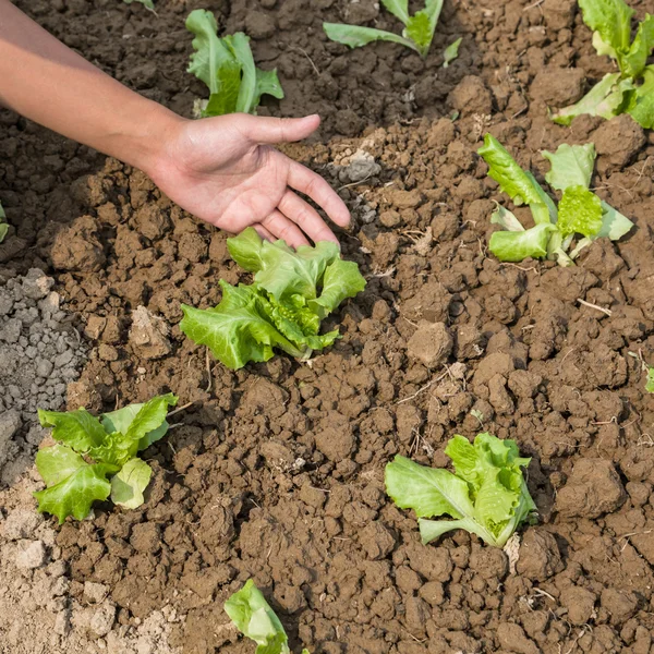 Working with young lettuce — Stock Photo, Image