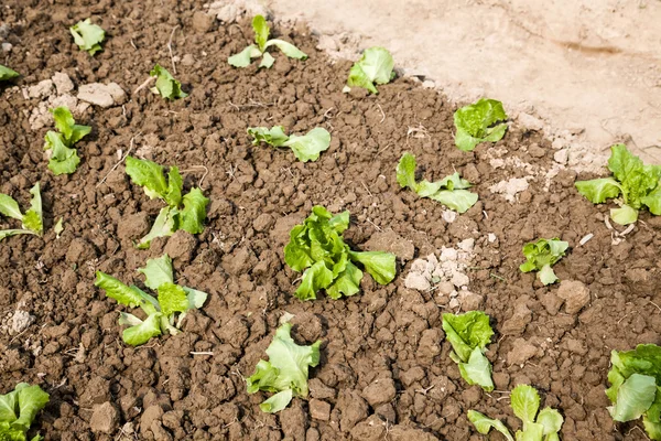 Young lettuce sapling — Stock Photo, Image