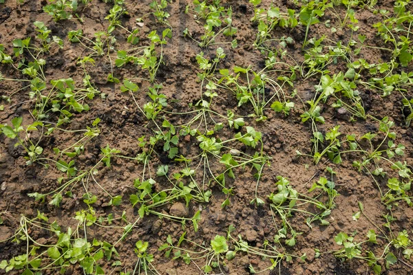 Selderij tuin — Stockfoto