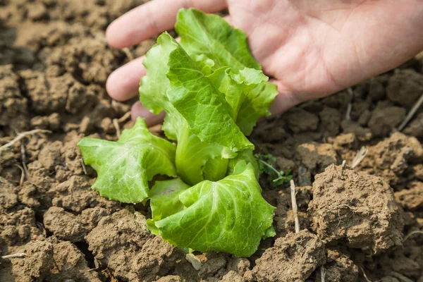 Working with young lettuce sapling — Stock Photo, Image