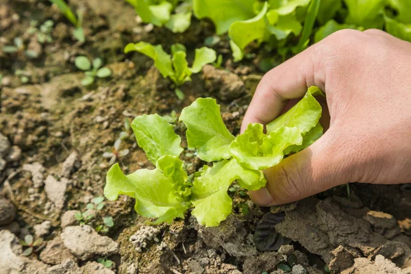 Trabajar con lechuga joven — Foto de Stock