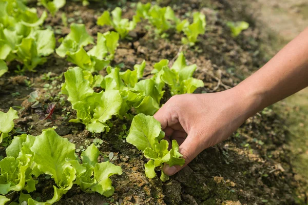 Trabajar con lechuga joven — Foto de Stock