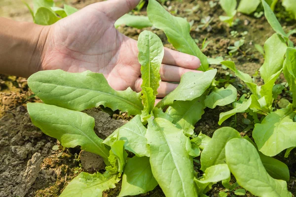 Lechuga de espárragos — Foto de Stock