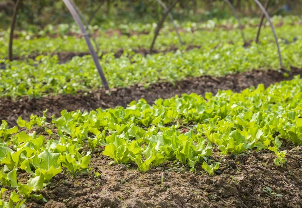 Ung sallad i trädgården — Stockfoto