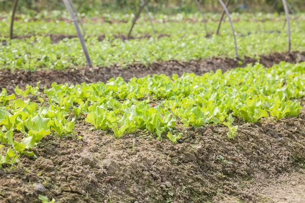 Lechuga joven en el jardín — Foto de Stock