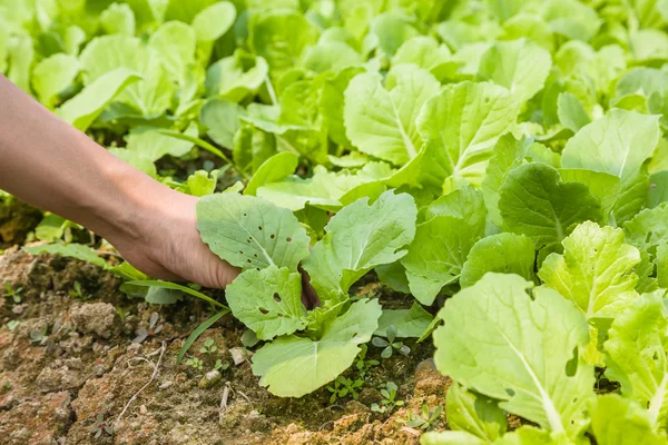 Working with baby chinese cabbage — Stock Photo, Image