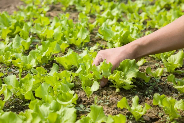 Working with young lettuce sapling — Stock Photo, Image