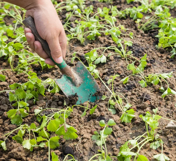 Trabajar con apio — Foto de Stock