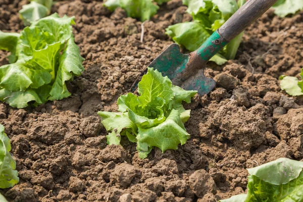 Arbeta med lettugce — Stockfoto