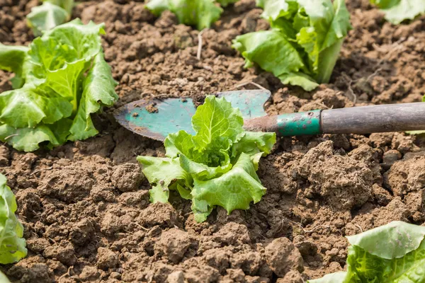 Arbeit mit Salat — Stockfoto