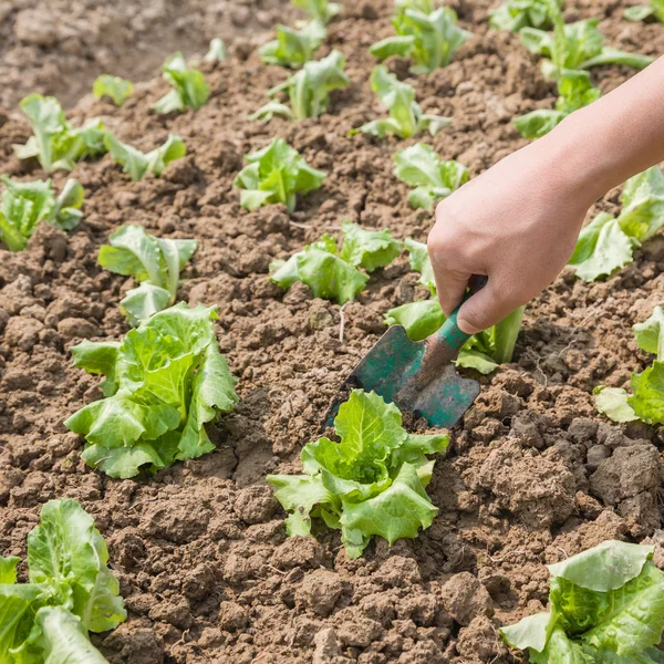 Arbetar med unga sallad planta — Stockfoto