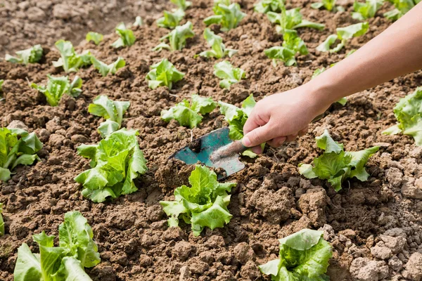 Working with young lettuce sapling