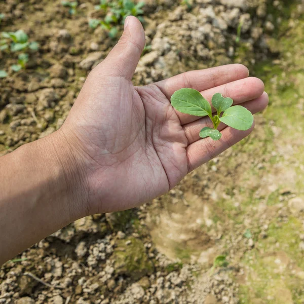 Unga bok choi planta — Stockfoto